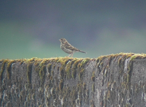 MEadow Pipit