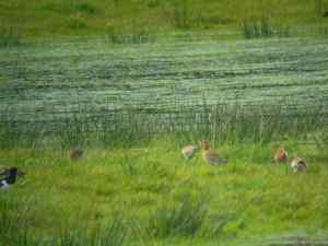 Black Tailed Godwits at Valley 